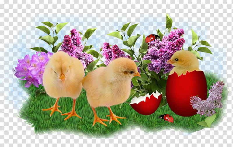 three yellow chicks transparent background PNG clipart