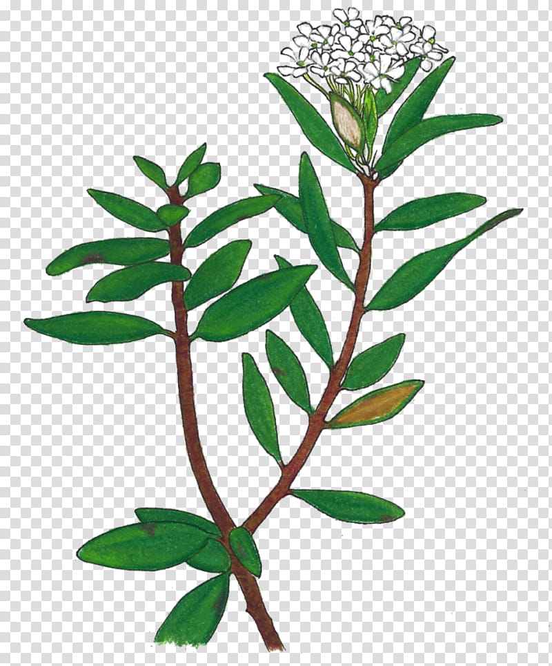 Tea Tree, Bog Labrador Tea, Plants, Shrub, Plant Stem, Medicinal Plants, Subshrub, Innu Language transparent background PNG clipart