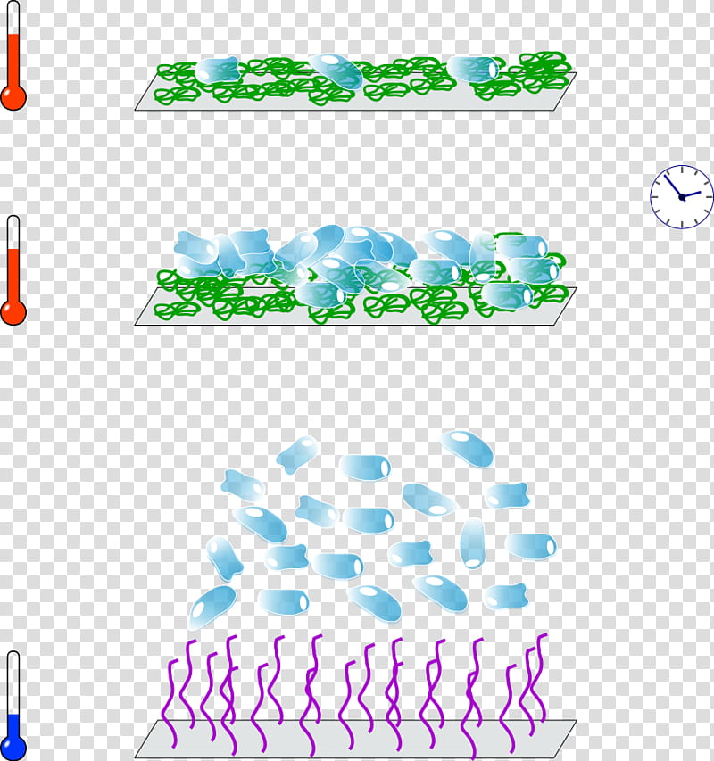 Temperatureresponsive Polymer Green, Polynisopropylacrylamide, Lower Critical Solution Temperature, Upper Critical Solution Temperature, Cell Culture, Tissue Culture, Infographic, Microbiological Culture transparent background PNG clipart