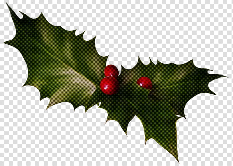 Holly, Leaf, American Holly, Plant, Flower, Tree, Plane, Hollyleaf Cherry transparent background PNG clipart