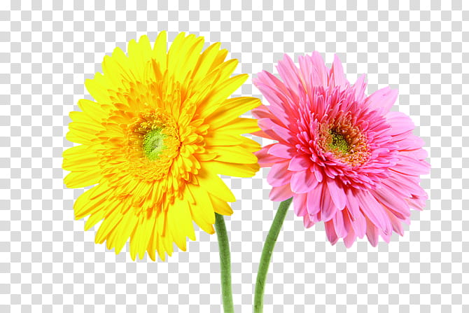 Flowers, Transvaal Daisy, Cut Flowers, Tapeta Hd Gerbera, Flower Bouquet, Mobile Phones, Yellow, Daisy Family transparent background PNG clipart