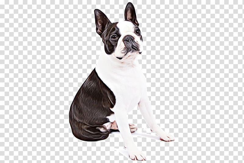 Dog Sitting, Watercolor, Paint, Wet Ink, Boston Terrier, Puppy, Bulldog, French Bulldog transparent background PNG clipart