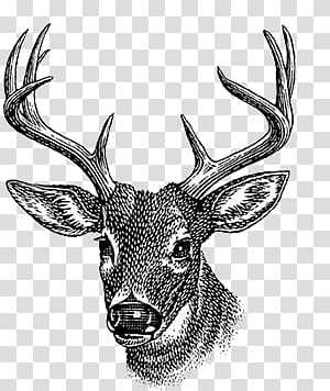 B and W, deer illustration transparent background PNG clipart