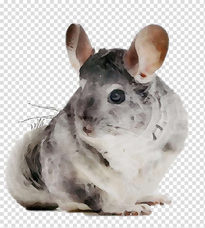 Hamster, Chinchilla, Whiskers, Computer Mouse, Snout, Muridae, Pest, Muroidea transparent background PNG clipart