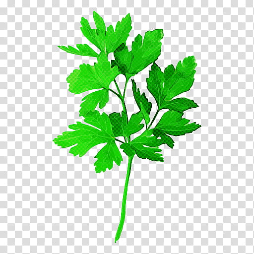 Parsley, Leaf, Plant, Flower, Herbal, Leaf Vegetable, Chervil, Culantro transparent background PNG clipart