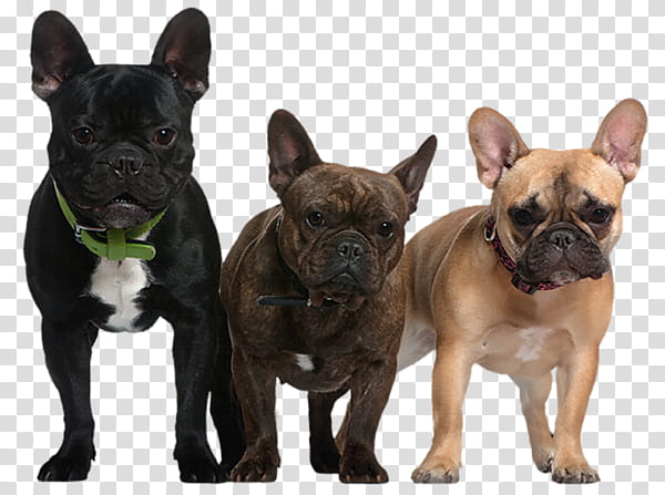 Funny Dogs, three pugs transparent background PNG clipart