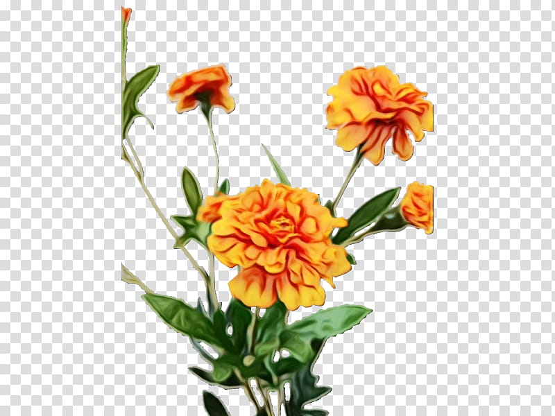 Orange, Watercolor, Paint, Wet Ink, Flower, Flowering Plant, Tagetes, English Marigold transparent background PNG clipart