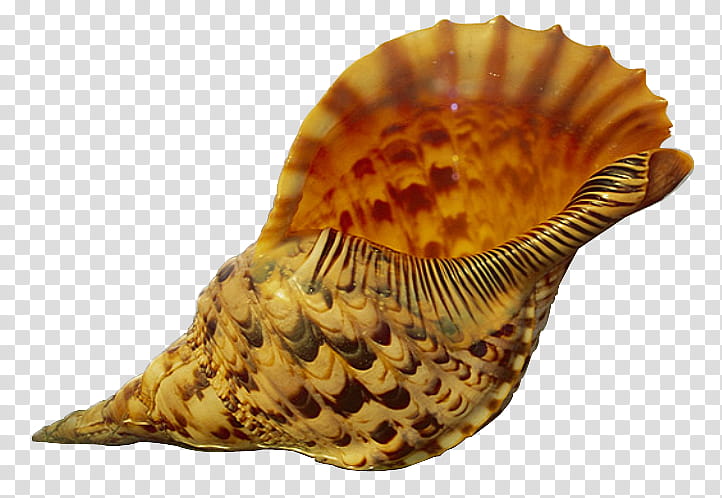 Shell cut out, yellow and black conch shell transparent background PNG clipart