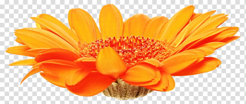 Orange Gerber Daisy transparent background PNG clipart