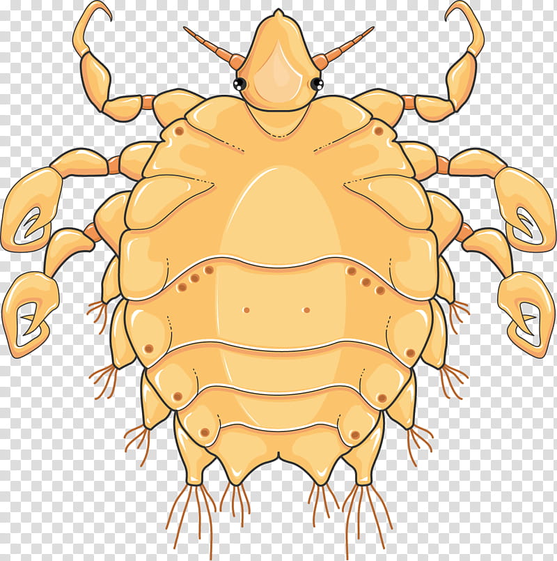 Turtle, Dungeness Crab, Louse, Crab Louse, Infectious Disease, Infestation, Parasitology, Phthirus Pubis Infestation transparent background PNG clipart