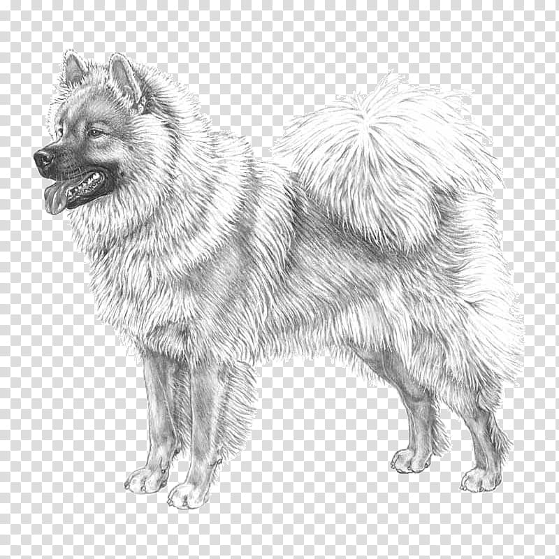 Wolf Drawing, German Spitz Mittel, Keeshond, Eurasier, German Spitz Klein, Pomeranian, Finnish Spitz, Canadian Eskimo Dog transparent background PNG clipart