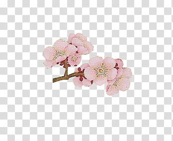 Aniversario Mis Pedidos shop, pink cherry blossom flowers in bloom transparent background PNG clipart
