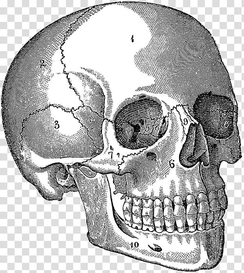 , numbered human skull illustration transparent background PNG clipart