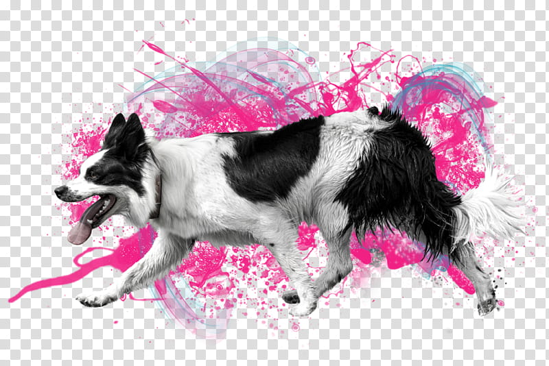 Pink Border, Border Collie, Patterdale Terrier, Breed, Snout, Dog Clothes, Team, DENTAL FLOSS transparent background PNG clipart