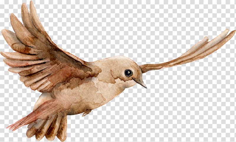 Picsart, Bird, Beak, Silhouette, Animal, Hummingbird, Wing, Nightingale transparent background PNG clipart