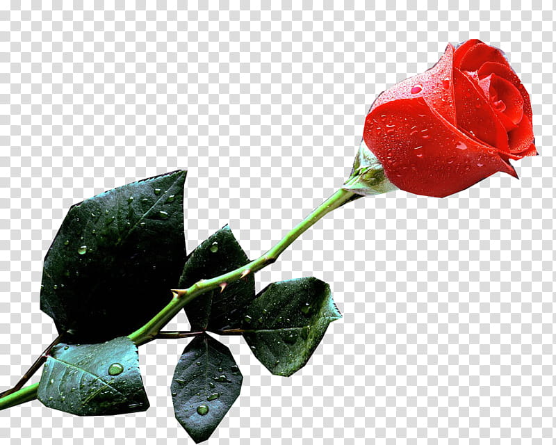 SanValentine, red rose flower art transparent background PNG clipart