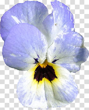 Viola , purple and yellow petaled flower transparent background PNG clipart