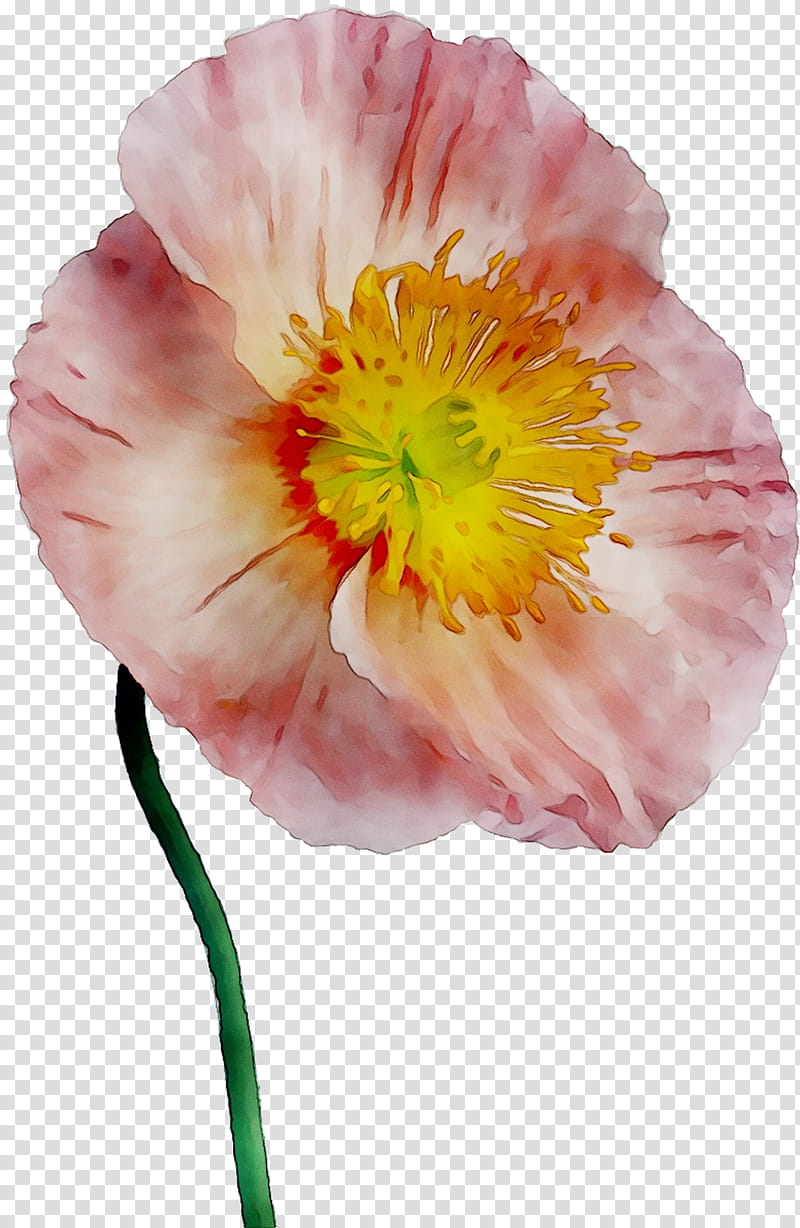 Pink Flower, Annual Plant, Peony, Orange Sa, Plants, Petal, Cut Flowers, Poppy Family transparent background PNG clipart