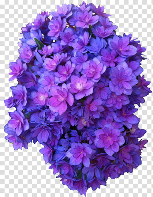 PURPLE AESTHETIC RESOURCES, cluster of purple hydrangeas transparent background PNG clipart