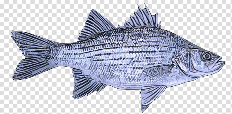 fish fish fish products tilapia tilapia, Bonyfish, Rayfinned Fish, Bass transparent background PNG clipart