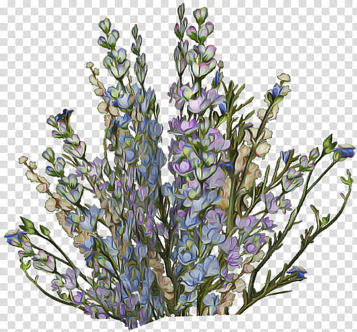 Lavender, Aquarium Decor, Flower, Plant, Lavandula Dentata, Branch, Cut Flowers, Delphinium transparent background PNG clipart