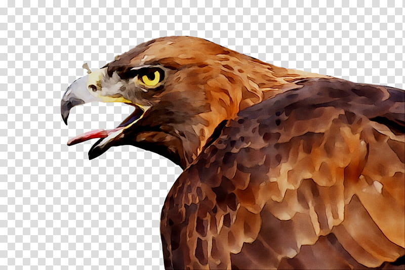 Flying Bird, Eagle, Hawk, Bird Of Prey, Bald Eagle, Animal, Cat, Beak transparent background PNG clipart
