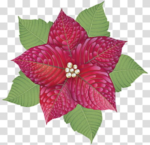 flower pink petal leaf plant, Flowering Plant, Magenta transparent background PNG clipart thumbnail