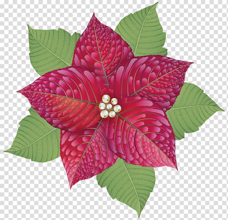 flower pink petal leaf plant, Flowering Plant, Magenta transparent background PNG clipart flower pink petal leaf plant, Flowering Plant, Magenta transparent background PNG clipart