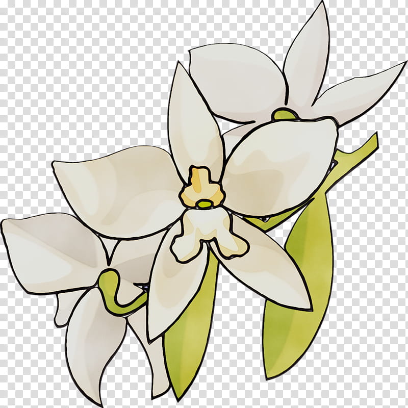 Magnolia Flower, Orchids, Drawing, White, Petal, Plant, Narcissus, Laelia transparent background PNG clipart