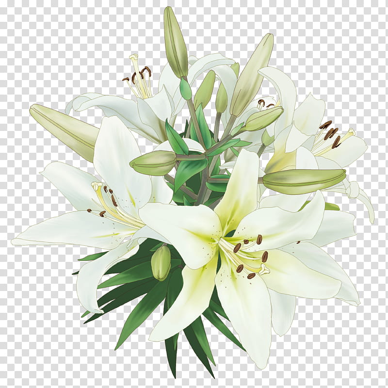 Flor , white lily flowers transparent background PNG clipart