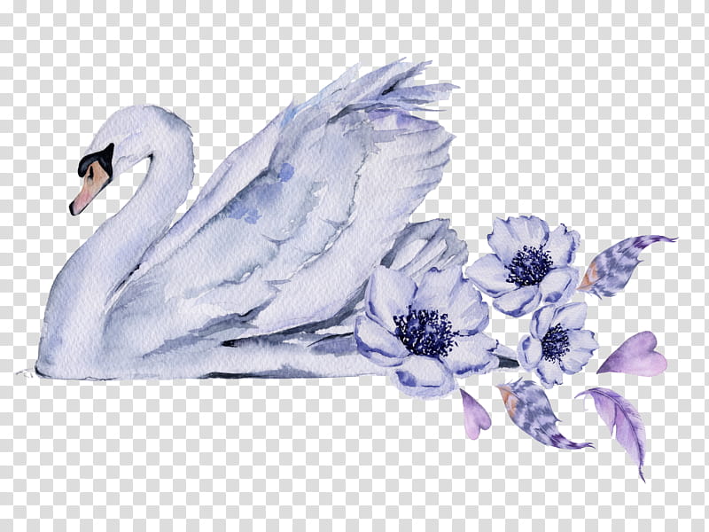 Watercolor Drawing, Mute Swan, , Royaltyfree, Watercolor Painting, Swans, Art, Bird transparent background PNG clipart