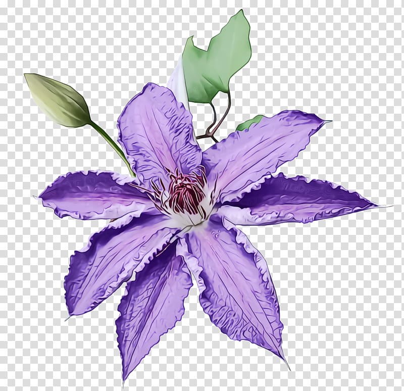 flower flowering plant purple violet plant, Watercolor, Paint, Wet Ink, Petal, Leaf, Clematis, Bellflower Family transparent background PNG clipart