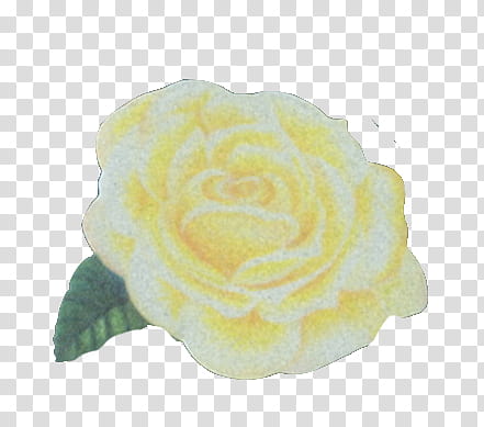 Love is eternal frame in, yellow rose transparent background PNG clipart