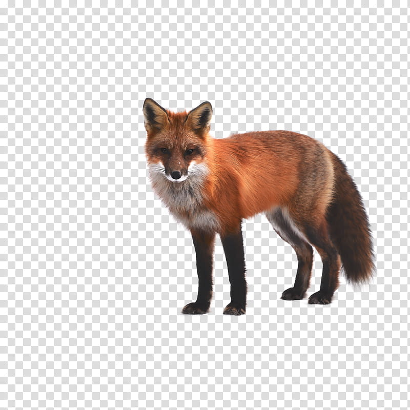 Fox Drawing, RED Fox, Arctic Fox, Volpino, Fennec Fox, Animal, Wildlife, Fur transparent background PNG clipart
