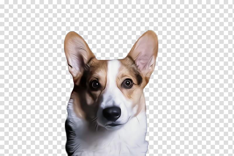 dog dog breed welsh corgi pembroke welsh corgi cardigan welsh corgi, Snout transparent background PNG clipart