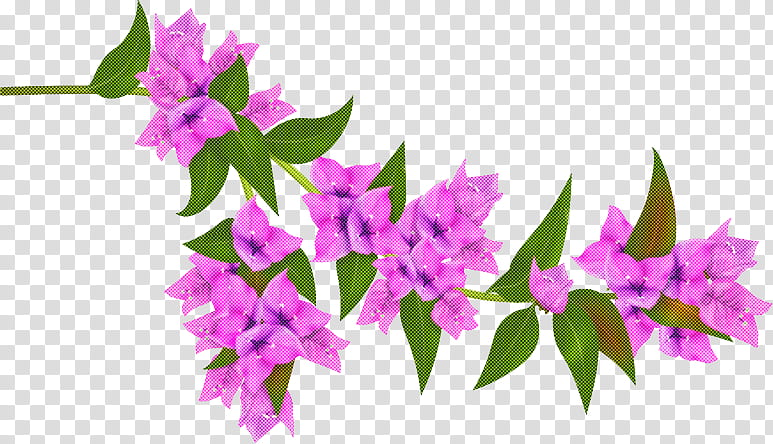 flower pink plant purple bougainvillea, Magenta, Lilac, Petal transparent background PNG clipart