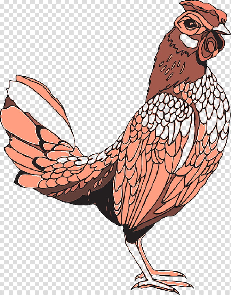 Bird Drawing, Rooster, Chicken, Coloring Book, Doodle, Animal, Bauernhof, Poultry transparent background PNG clipart