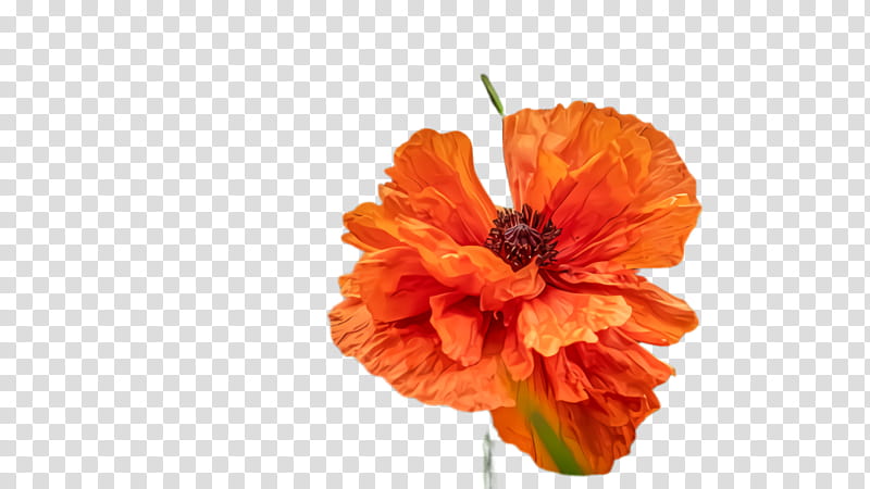Orange, Flower, Flowering Plant, Petal, Oriental Poppy, Cut Flowers, Poppy Family, Corn Poppy transparent background PNG clipart