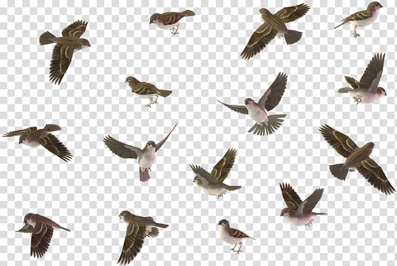 bird animal migration bird migration flock pigeons and doves, Beak, Falconiformes transparent background PNG clipart