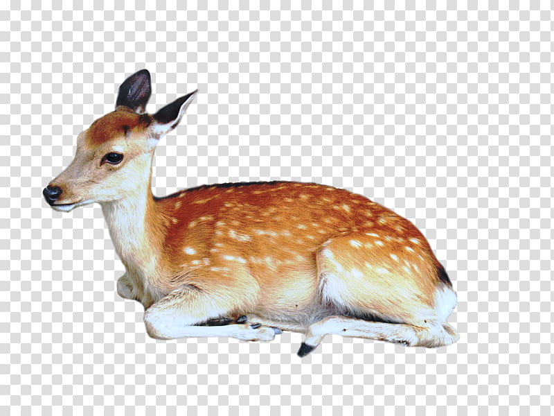 Precut Deer, doe transparent background PNG clipart