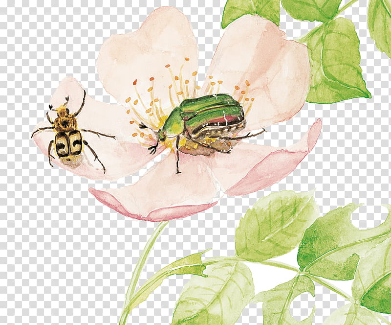 Leaf, Beetle, Pollinator, Pest, Flower, Membrane, Insect, Plant transparent background PNG clipart