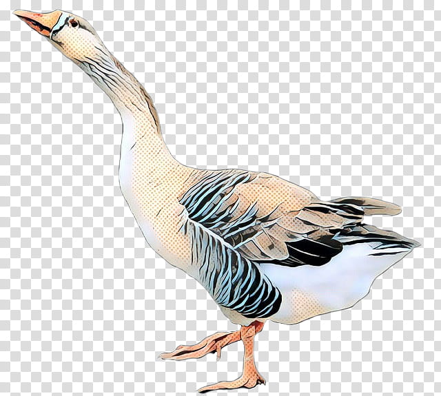 Snow, Goose, Duck, Web Design, Bird, Water Bird, Beak, Ducks Geese And Swans transparent background PNG clipart