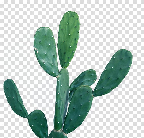 green cactus design 19040254 PNG