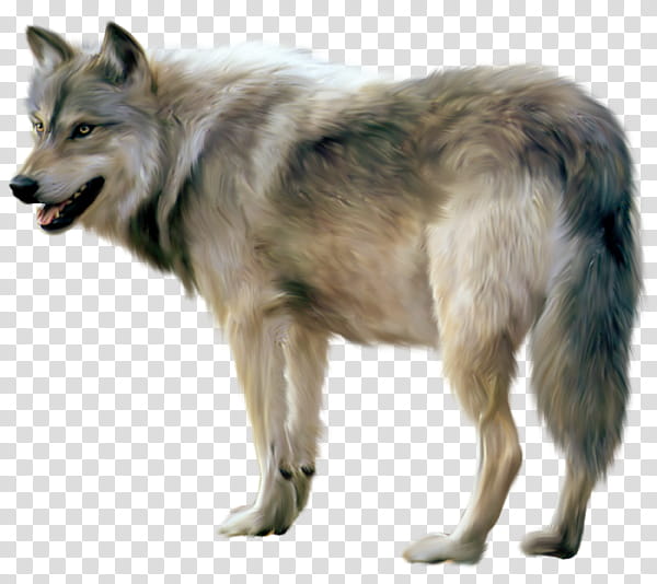 Wolf , adult gray wolf transparent background PNG clipart