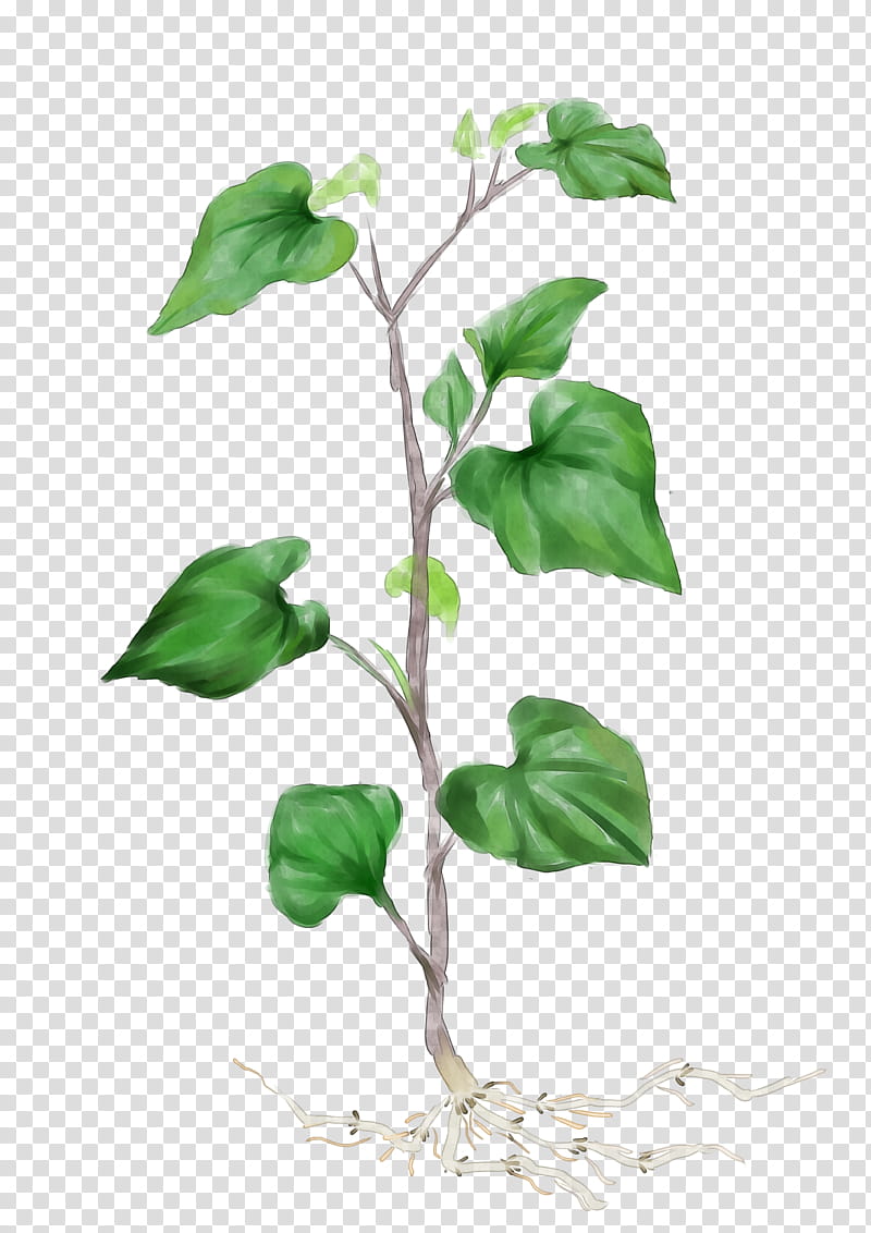 Ivy Leaf, Chameleon Plant, Medicinal Plants, Food, Tea, Vegetable, Herbaceous Plant, Medicine transparent background PNG clipart