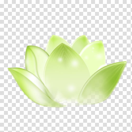 Color, Yellow, Sacred Lotus, Green, White, Petal transparent background PNG clipart