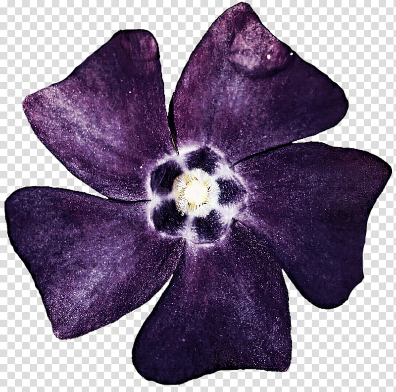 Jerome Purple Flower transparent background PNG clipart