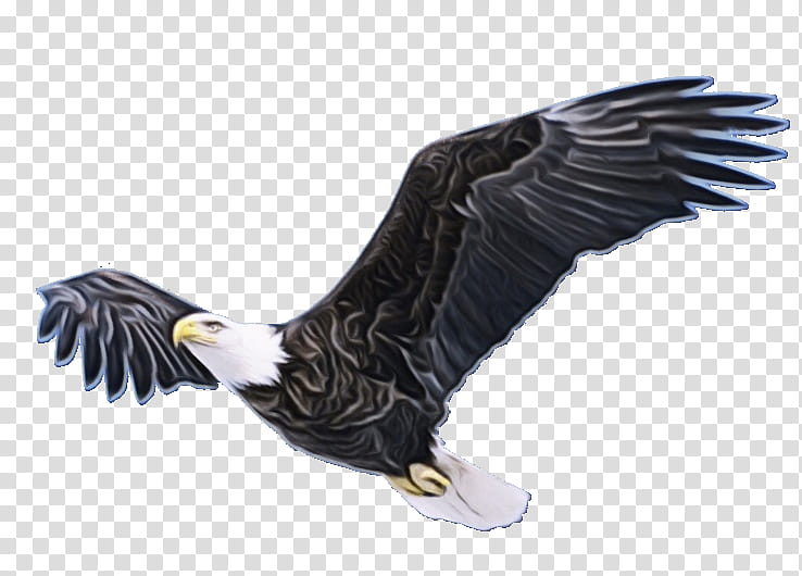 Bird Drawing, Watercolor, Paint, Wet Ink, Bald Eagle, Flight, , Bird Of Prey transparent background PNG clipart