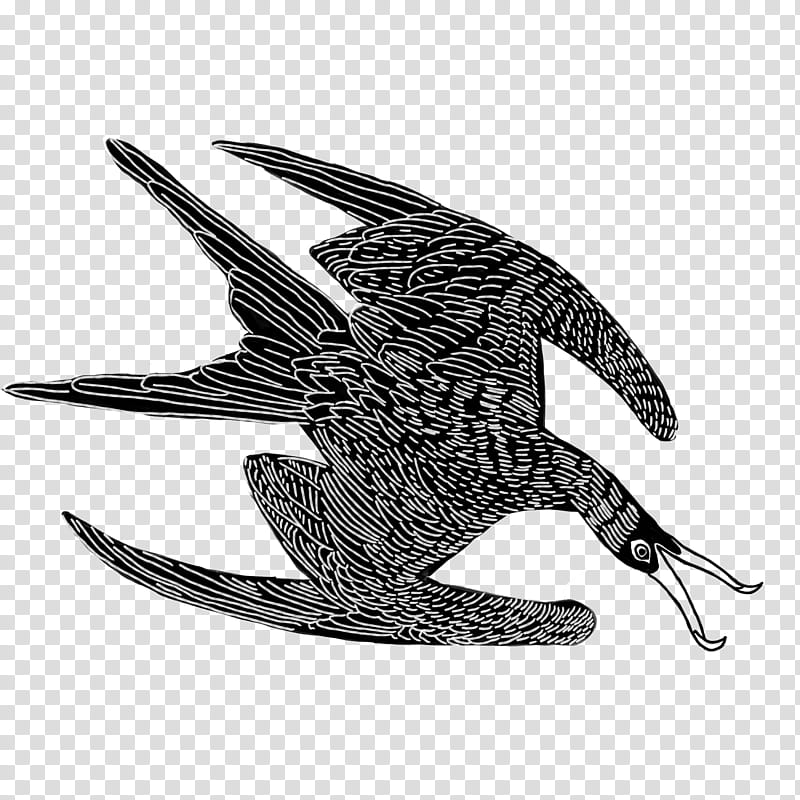 bird peregrine falcon wing claw logo, Swallow, European Swallow, Perching Bird transparent background PNG clipart