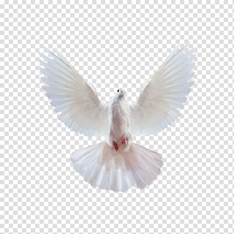 Dove Bird, Pigeons And Doves, Release Dove, Wing, Feather, Beak transparent background PNG clipart